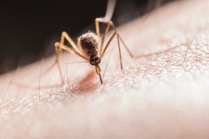 How to Prevent Dengue?