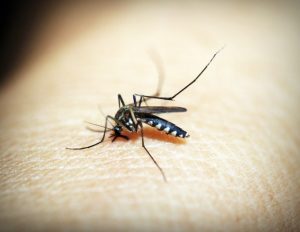Dengue Fever in Children